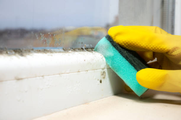 Professional Mold Remediation in South Windham, CT